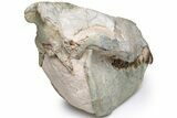 Oreodont (Eporeodon) Skull - South Dakota #217183-4